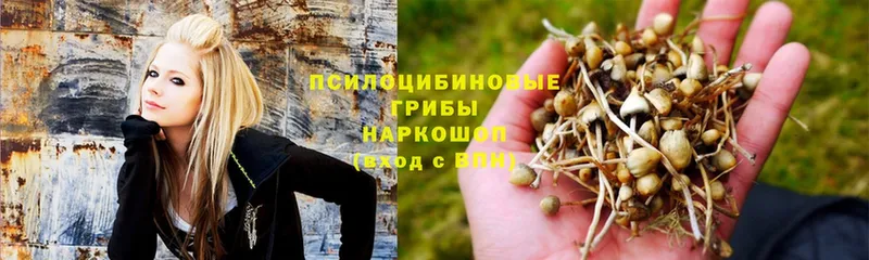 Псилоцибиновые грибы Psilocybe  Дмитровск 